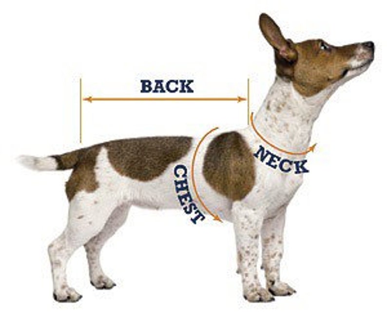 May include: Diagram showing how to measure a dog for a harness or collar. The diagram shows the measurements for the back, neck, and chest of the dog.