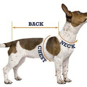 May include: A diagram illustrating how to measure a dog for clothing. The image shows a dog with arrows indicating measurements for the back, chest, and neck. The dog is white with brown spots.