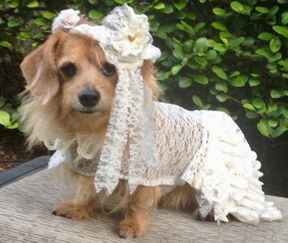 bridesmaids dresses for dogs