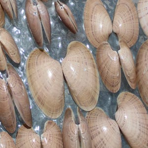 May include: A collection of light brown seashells, some open and some closed, arranged on a round, glass-topped table. The shells have a smooth, glossy texture and are of varying sizes. The table has a light-colored rim.