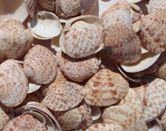 25 Calico Clam Shells, Sanibel Clams, Brown Spotted Shells, Gulf Sea ...