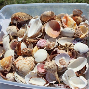 Puede incluir: Un recipiente de plástico transparente lleno de conchas marinas de diferentes formas, tamaños y colores. Las conchas son una mezcla de blanco, marrón, rosa y naranja.