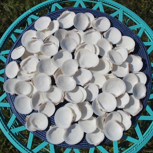 Dosinia Clam Shell, White Shells, Florida Gulf Coast, White, Textured Seashells, Beach Decor, Wedding image 1