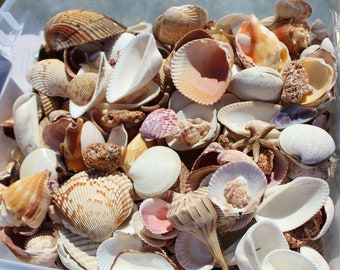 Assorted Seashells Handpicked from Florida, Sanibel Island, Mixed 1/2 Pound, Shells for Crafting