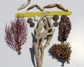 Long Ocean Finger Sea Sponge, Pink Sea Fan (Marco Island), Crab Claws, Sea Urchins, Sea Plant, and White Crab Carapace