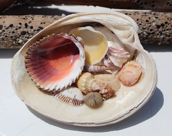 Sanibel Seashell Ring Dish, Nautical Ring Holder, Shell Resin Holder, Ring Dish, Shell Ring Holder