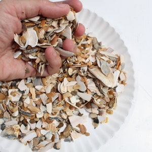 Natural Crushed Shells, 1 lb Broken Shells, Shell Pieces, Vase Filler, Virginia Beach Crushed Shells-Craft Shells-Fragment Shells for Resin image 5