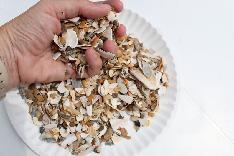 Natural Crushed Shells, 1 lb Broken Shells, Shell Pieces, Vase Filler, Virginia Beach Crushed Shells-Craft Shells-Fragment Shells for Resin image 5
