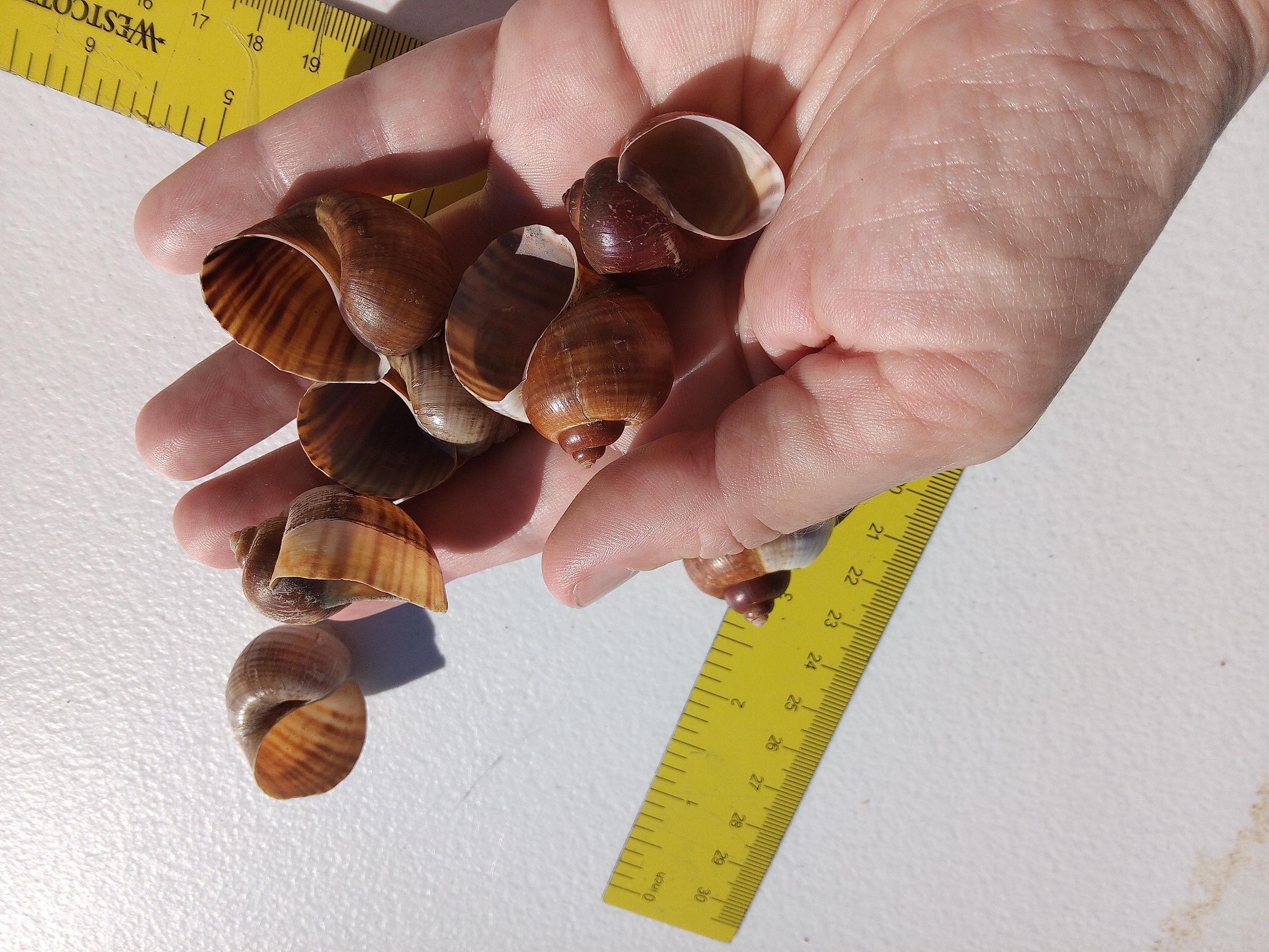 Apple Snail Shells, Hermit Crab Shells, Snail Shells, Small Apple Snail ...