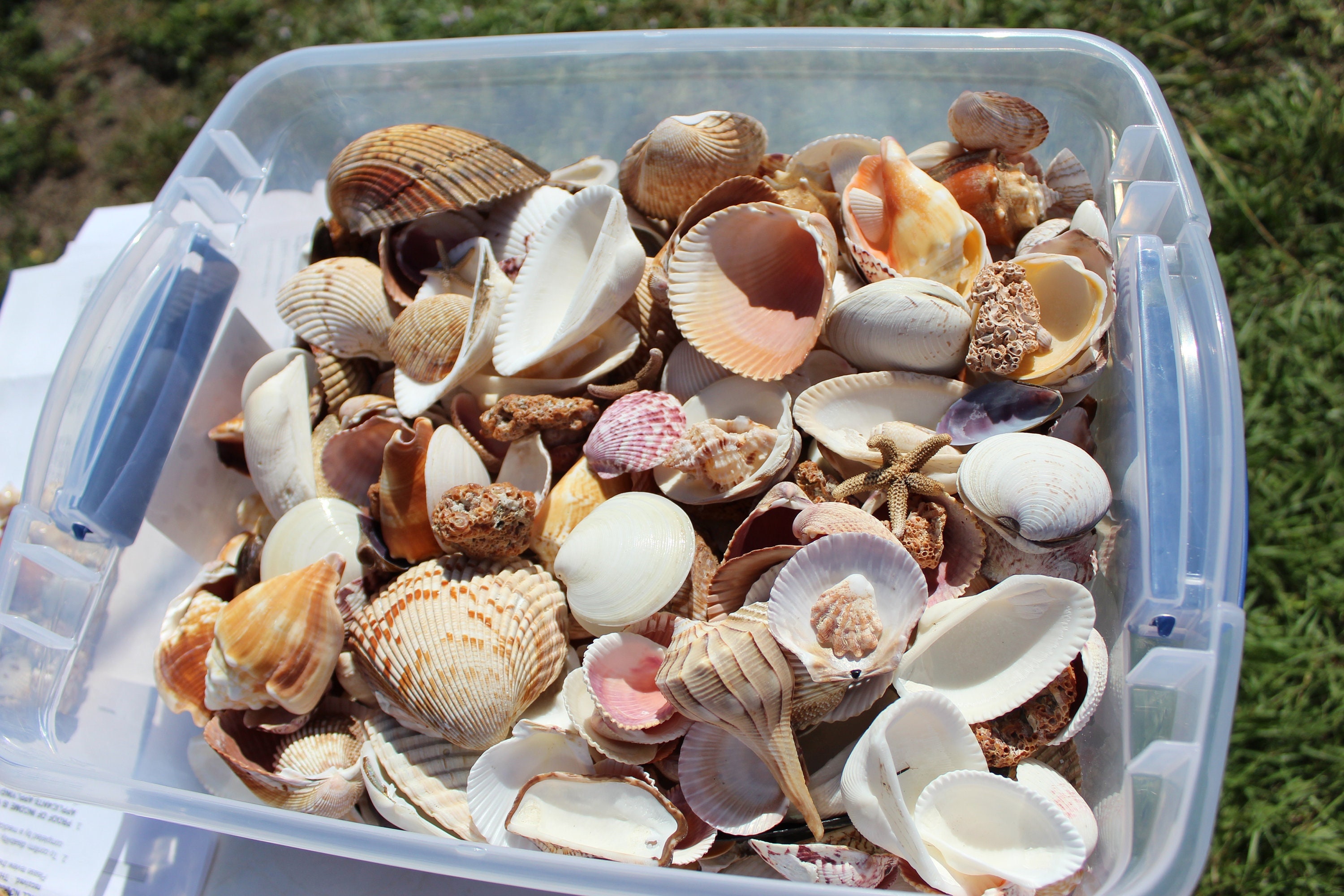 Seashells Art, Seashells for Crafts, Natural Seashells, Natural Shells,  Natural Sea Shells, Seashell Decorations, Florida Seashells 