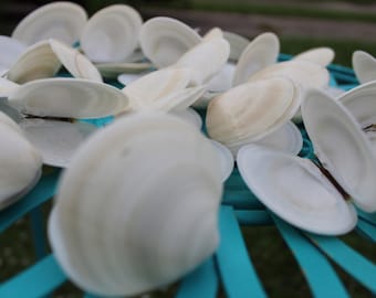 Dosinia Clam Shell, White Shells, Florida Gulf Coast, White, Textured Seashells, Beach Decor, Wedding