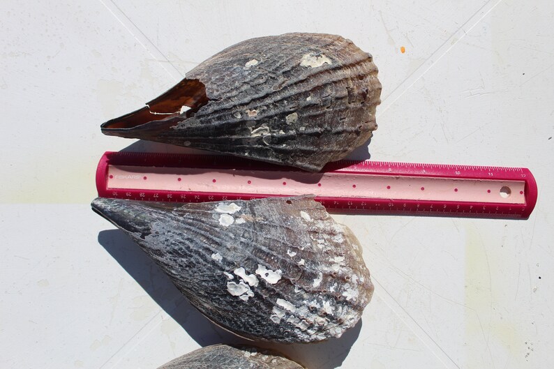 Pen Shells Keewaydin Island Whole Pen Shells Aura Borealis Etsy