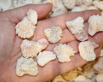 50 Cats Paw Seashells, Weather Worn Kitten Paw Shells, Cats Paw Shells, Sanibel Sea Shells, Gulf Coast  Shells