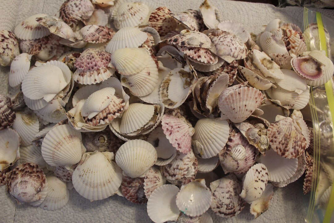 75 Scallops, Fushia Scallop Shells, Sanibel Scallops, Purple Shells