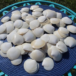 Dosinia Clam Shell, White Shells, Florida Gulf Coast, White, Textured Seashells, Beach Decor, Wedding image 10