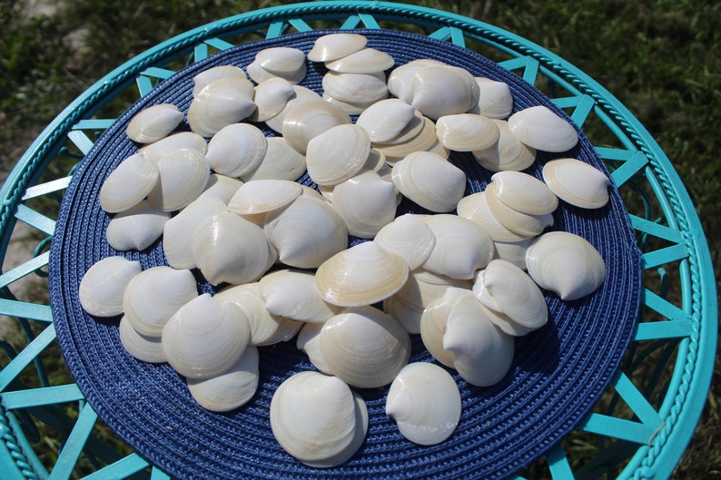 Dosinia Clam Shell, White Shells, Florida Gulf Coast, White, Textured Seashells, Beach Decor, Wedding image 10