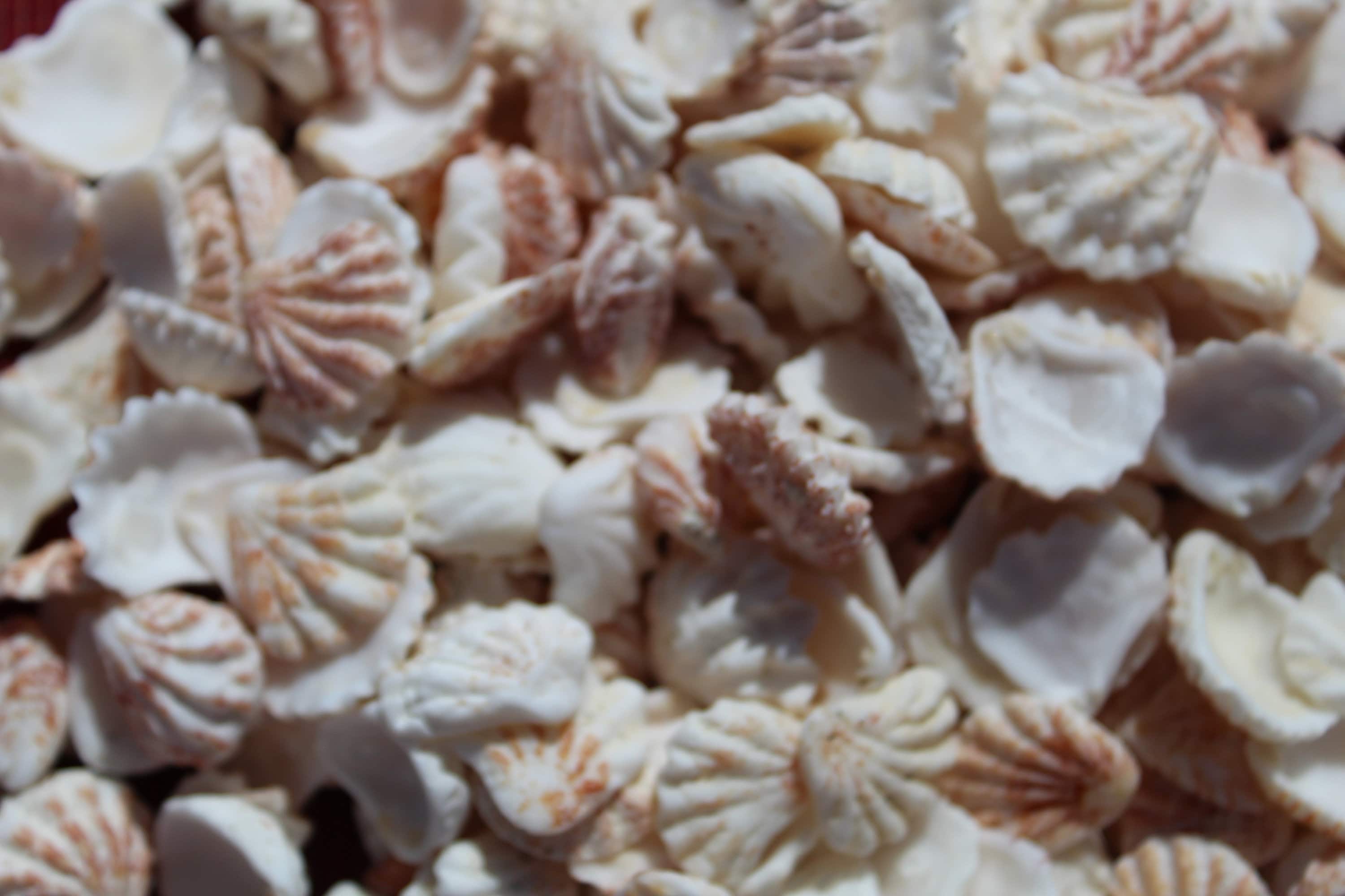 50 Cats Paw Seashells Kitten Paw Shells Cats Paw Shells - Etsy