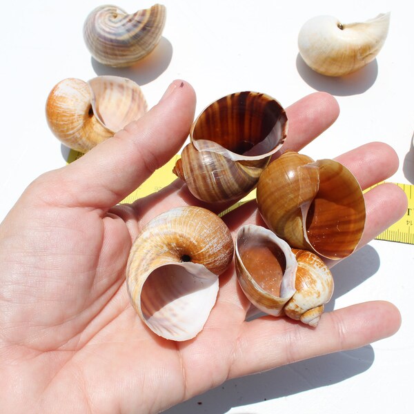 Small Apple Snail Shells, 8 Apple Snail Shells, 1.4" Decorative Shells, Hermit Crab Shells, Nautical Decor, Coastal Decor,