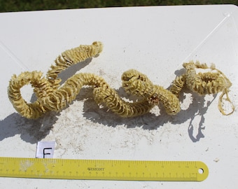 Whelk Egg Case, Spiral Egg Case,  Sea Shell Case, Sanibel, Egg Casing