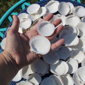 Dosinia Clam Shell, White Shells, Florida Gulf Coast, White, Textured Seashells, Beach Decor, Wedding image 3