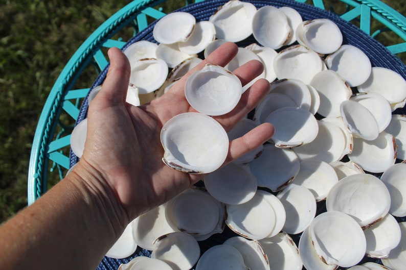 Dosinia Clam Shell, White Shells, Florida Gulf Coast, White, Textured Seashells, Beach Decor, Wedding image 3