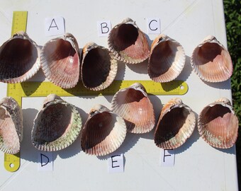 Heart Cockle, Match Cockle Pair, Gulf Coast Shells, Florida Cockle Shells