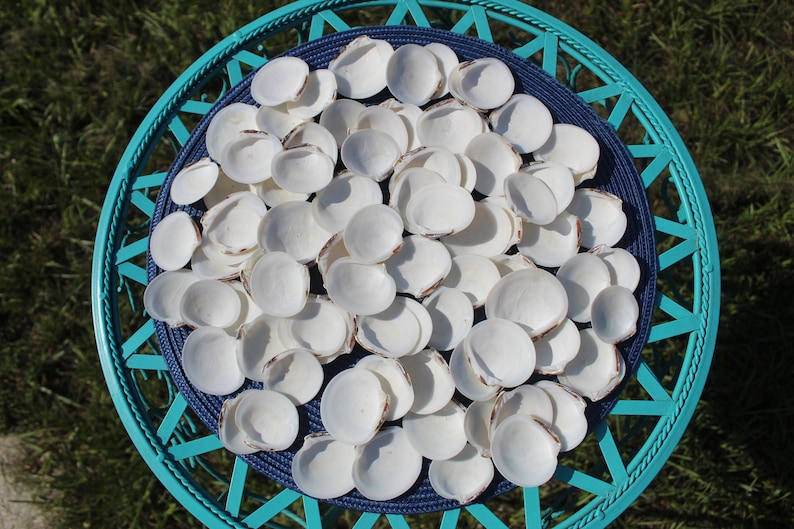 Dosinia Clam Shell, White Shells, Florida Gulf Coast, White, Textured Seashells, Beach Decor, Wedding image 1