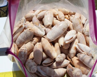 20 Olive Shells, Sanibel Shells, Gulf Coast Shells, Bowmans Beach, Olives, Sanibel Island Shells