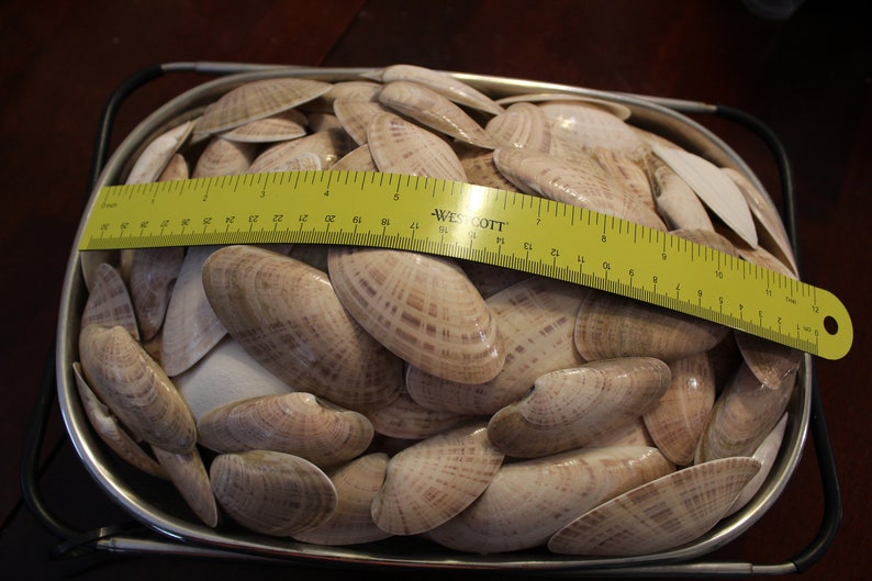May include: A metal bowl filled with a large quantity of light brown clam shells. A yellow ruler measuring 12 inches is placed on top of the shells.