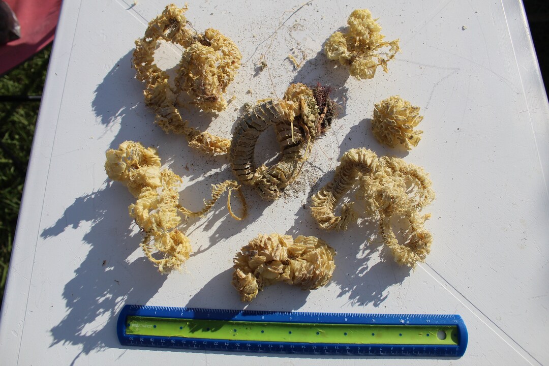 Whelk Egg Case, Spiral Egg Case, Sea Shell Case, Keewaydin, Egg Casing