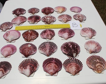 Scallop Shells, Bright Pink Scallop Shells, Ocean Life, Nautical Decor, Beach Vibes