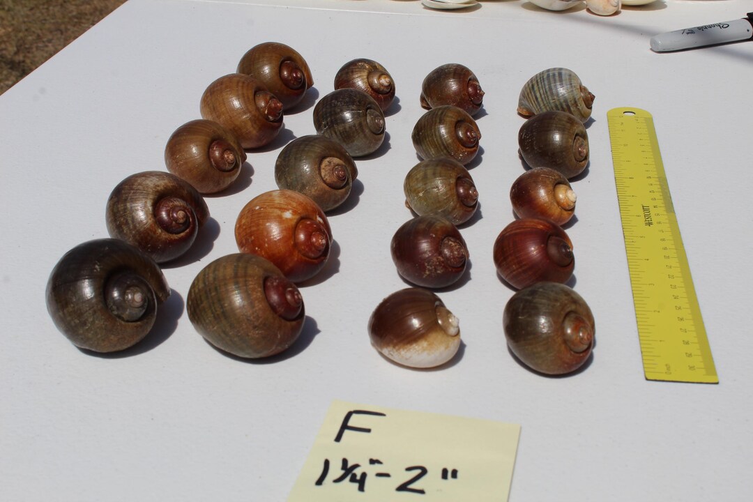 Medium Apple Snail Shells, 20 Piece Set, Nautical Coastal Decor - Etsy