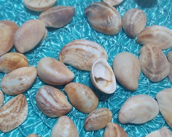 25 Slipper Snail Seashells, Sanibel Slippers, Sanibel Sea Shells, Gulf Coast  Shells