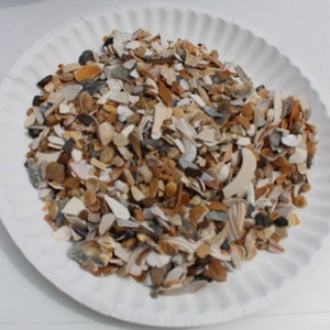 Natural Crushed Shells, 1 lb Broken Shells, Shell Pieces, Vase Filler, Virginia Beach Crushed Shells-Craft Shells-Fragment Shells for Resin image 3