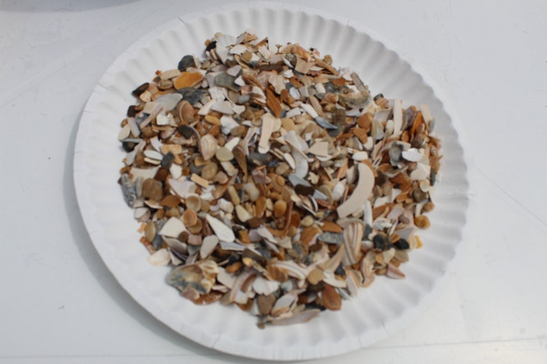 Natural Crushed Shells, 1 lb Broken Shells, Shell Pieces, Vase Filler, Virginia Beach Crushed Shells-Craft Shells-Fragment Shells for Resin image 3