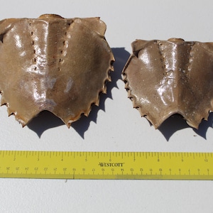 Horseshoe Crab Carapace, Horseshoe Crab Part, Molt of Horseshoe crab, Lover&#39;s Key