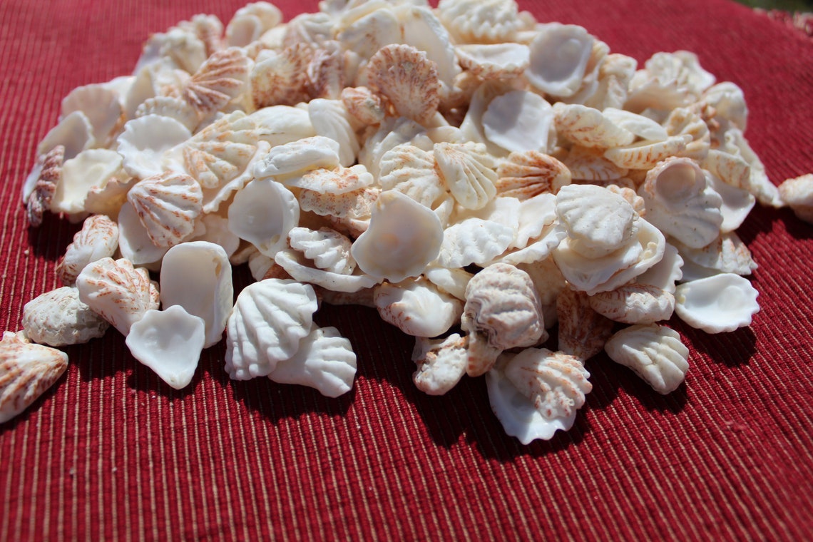 50 Cats Paw Seashells, Kitten Paw Shells, Cats Paw Shells, Sanibel Sea