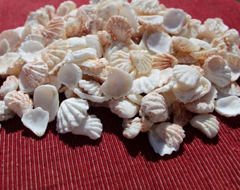 50 Cats Paw Seashells, Kitten Paw Shells, Cats Paw Shells, Sanibel Sea Shells, Gulf Coast  Shells