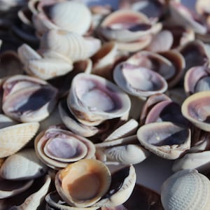 25 Venusmuschelschalen, Muscheln, Stranddekor, Muscheln, lila Muscheln, lila Muscheln