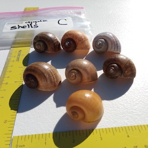 May include: A collection of apple snail shells in various shades of brown and tan, arranged on a white surface. A yellow ruler with inch measurements is in the foreground. A plastic bag labeled "shells" is in the background.