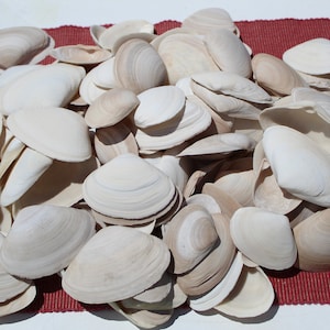 25 Surf Clam Shells, Sanibel Clams, Gulf Coast Shells, Florida Clams, Sanibel Shells