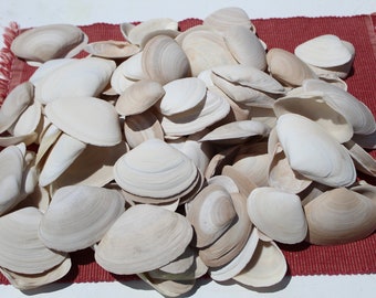 25 Surf Clam Shells, Sanibel Clams, Gulf Coast Shells, Florida Clams, Sanibel Shells