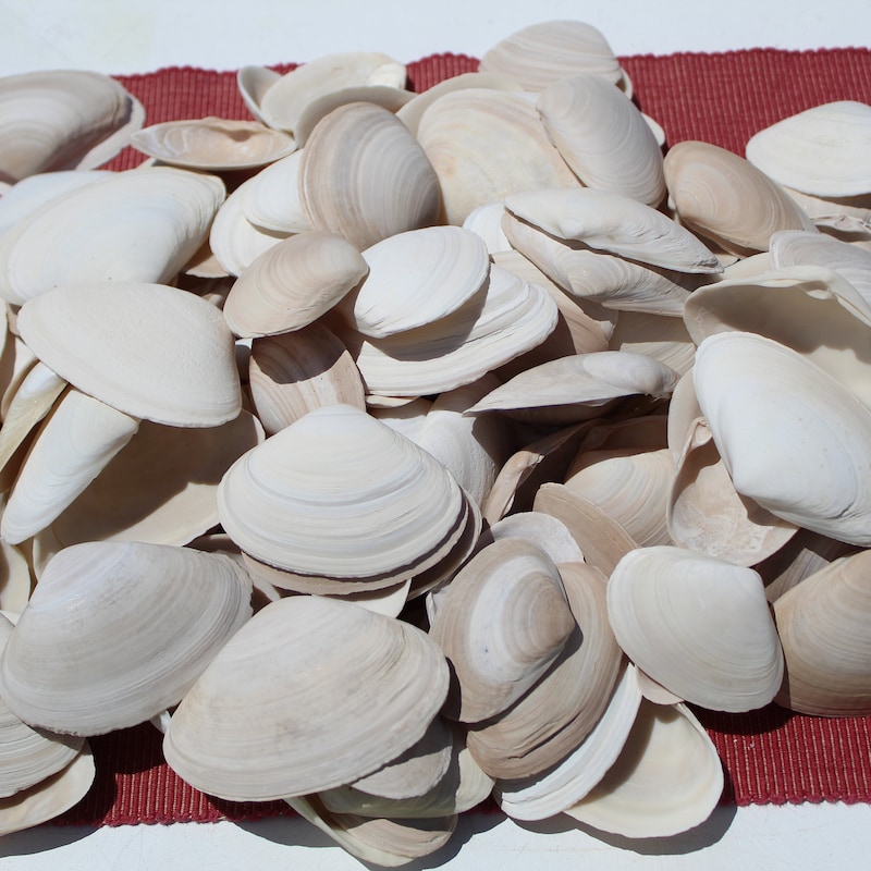 Clam Shell - Etsy
