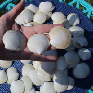 Dosinia Clam Shell, White Shells, Florida Gulf Coast, White, Textured Seashells, Beach Decor, Wedding image 8