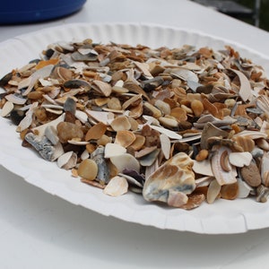 Natural Crushed Shells, 1 lb Broken Shells, Shell Pieces, Vase Filler, Virginia Beach Crushed Shells-Craft Shells-Fragment Shells for Resin image 1