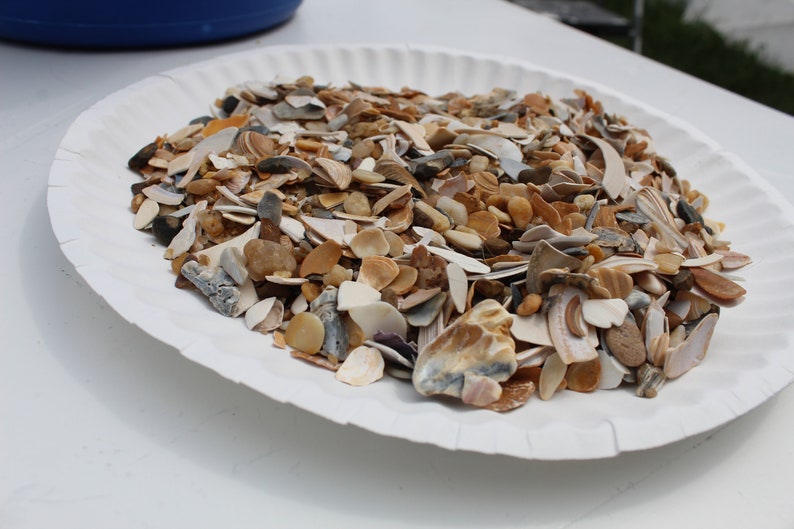 Natural Crushed Shells, 1 lb Broken Shells, Shell Pieces, Vase Filler, Virginia Beach Crushed Shells-Craft Shells-Fragment Shells for Resin image 1