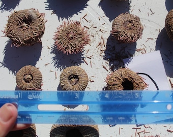 25 Sanibel Sea Urchins, Purple Sea Urchins, Florida Sea Urchin, Beach Urchins, Urchin spines
