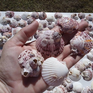 May include: A hand holding several seashells with a variety of colors and patterns. The shells are primarily white, with accents of purple, pink, and orange. Many more shells are scattered on a white surface.