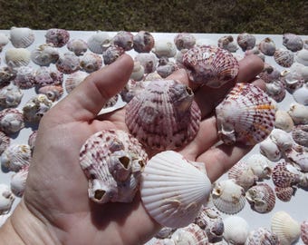 天然ホタテ貝殻 多色ペクテンホタテ貝殻扇状地 ホタテ貝 ビーチ貝殻