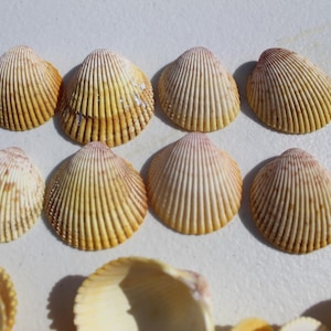 25 Yellow Prickly Cockle Shells, Real Florida Seashells for Crafts ...